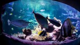 L'Aquarium Abyssal